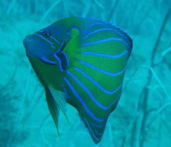 "Taking A Peek"
Koh Chang Thailand
Off Island Boat Dive by John Dillon 